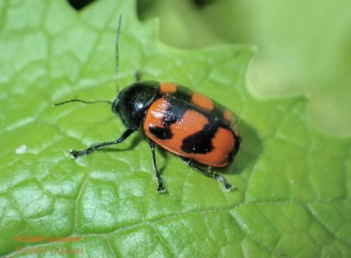 Cryptocephalus loreyi